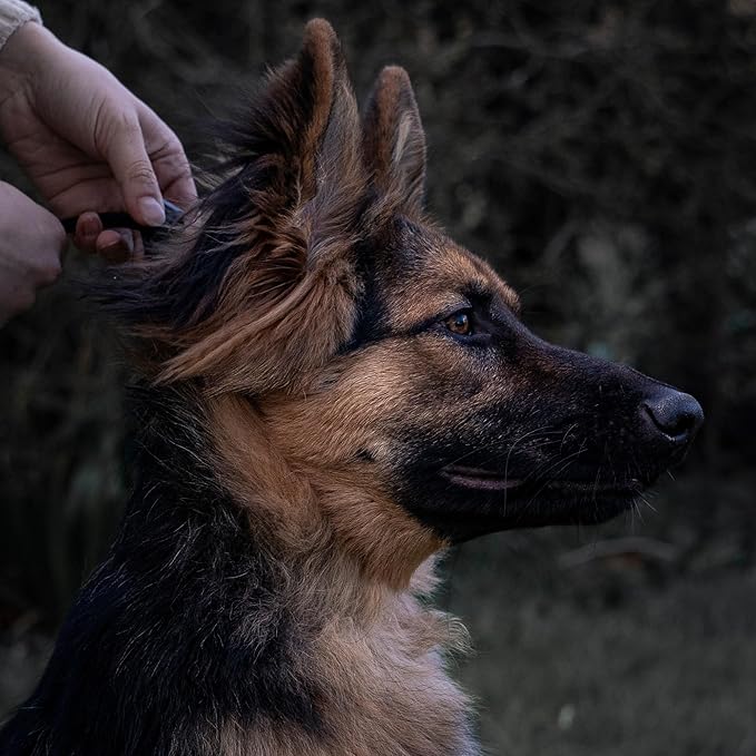 Fenrir Long Line Slip Leash 6m Professional Dog Training Lead to Train Recall, Perfect for Recall, Easy to Use, Spring Loaded Stopper, Light Weight and Durable