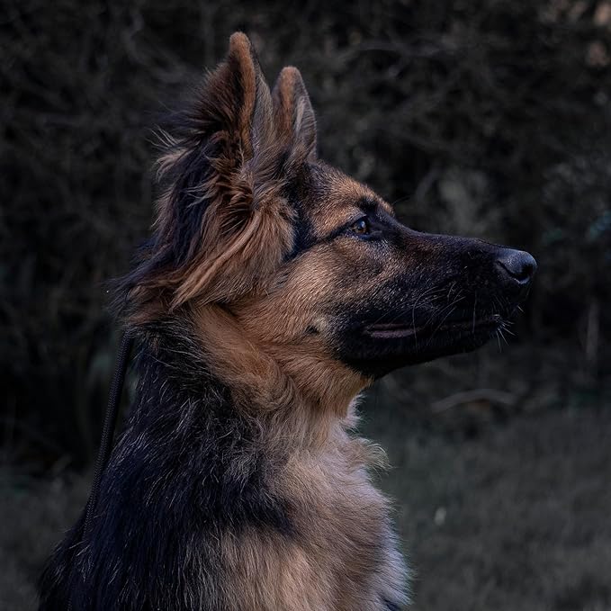 Fenrir Long Line Slip Leash 6m Professional Dog Training Lead to Train Recall, Perfect for Recall, Easy to Use, Spring Loaded Stopper, Light Weight and Durable