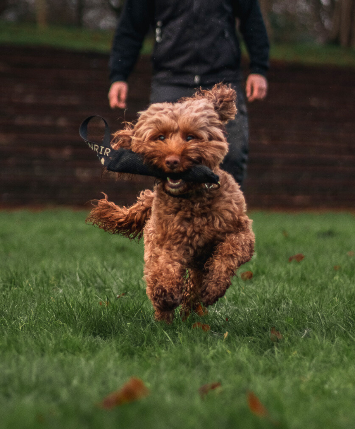 fenrir canine leaders fenrir puppy tug toy dog retrieving