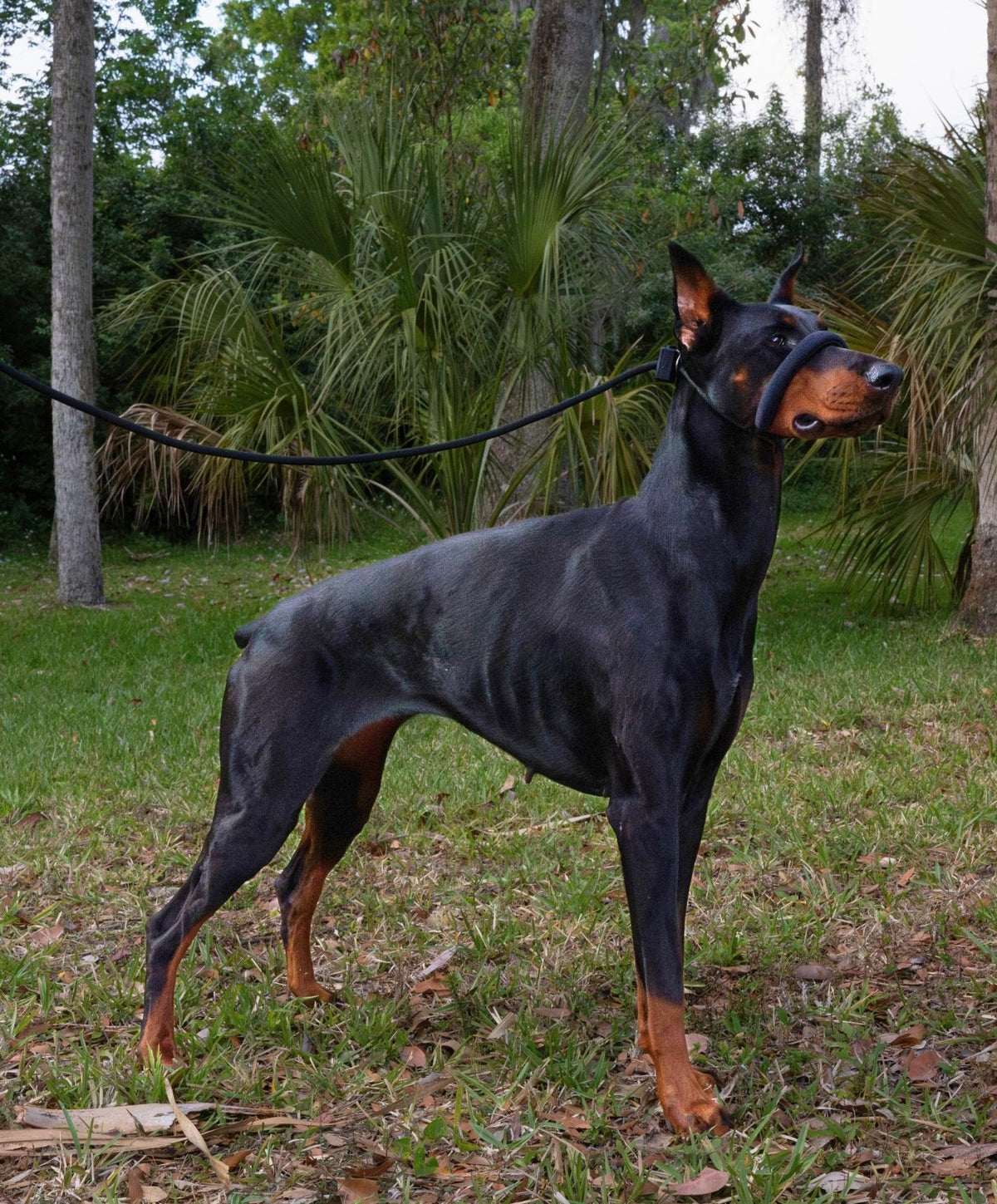 Fenrir Figure of 8 Dog Lead